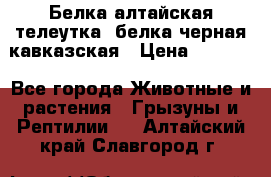 Белка алтайская телеутка, белка черная кавказская › Цена ­ 5 000 - Все города Животные и растения » Грызуны и Рептилии   . Алтайский край,Славгород г.